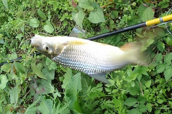 黑尾近红鲌是什么鱼？