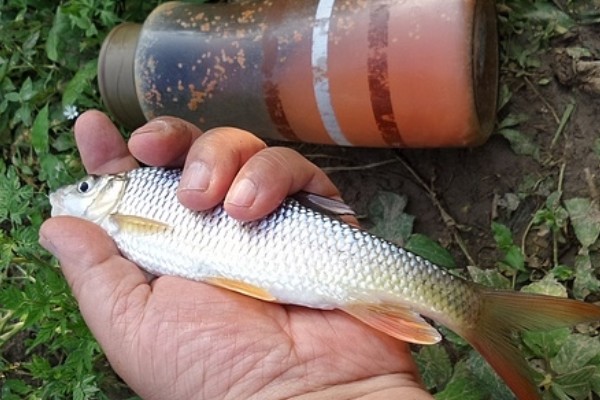 黑尾近红鲌是什么鱼？