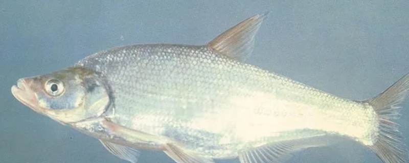 高体近红鲌是什么鱼？