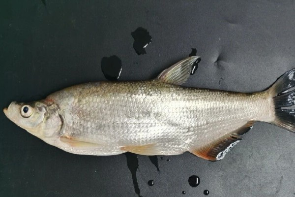 高体近红鲌是什么鱼？