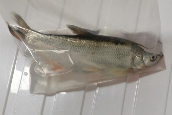 高体近红鲌是什么鱼？