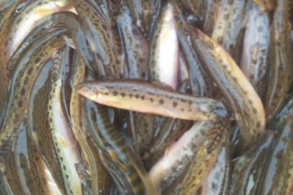 侧斑后鳍花鳅是什么鱼？