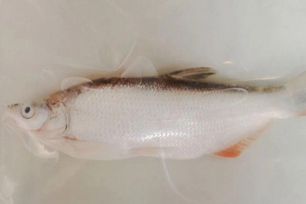 高体近红鲌是什么鱼？