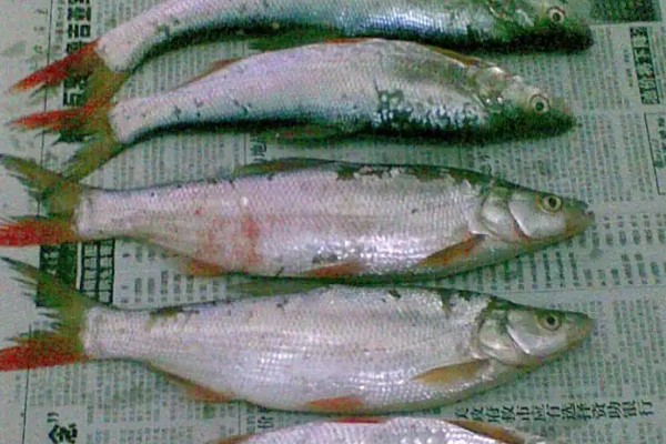 青梢红鲌是什么鱼？