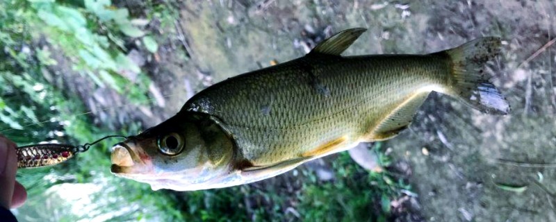 青梢红鲌是什么鱼？