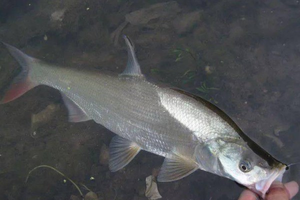 邛海鲌是什么鱼？