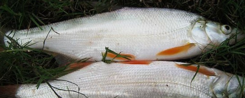 邛海鲌是什么鱼？