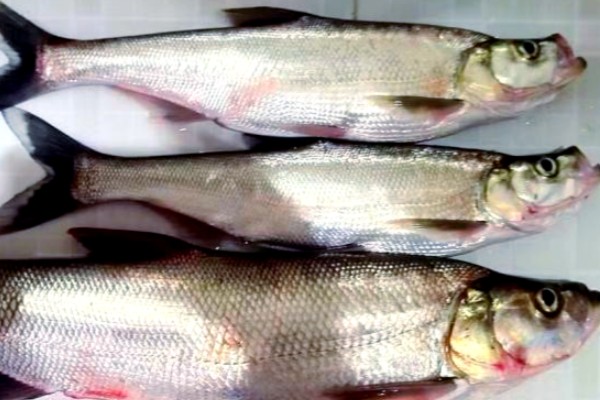 邛海鲌是什么鱼？