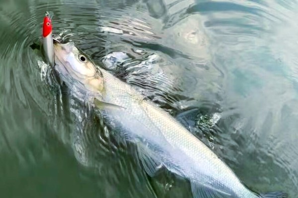 邛海鲌是什么鱼？