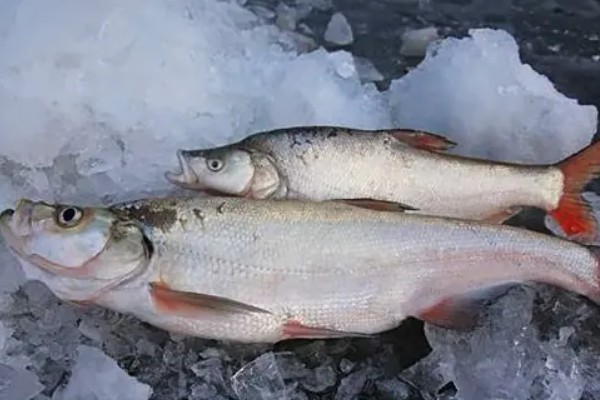 达氏鲌是什么鱼？