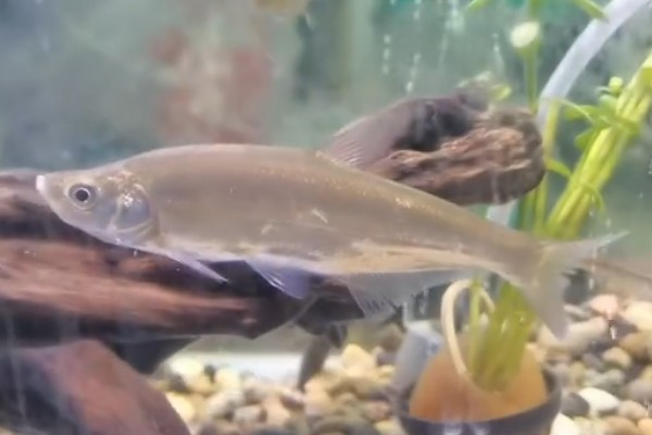 达氏鲌是什么鱼？