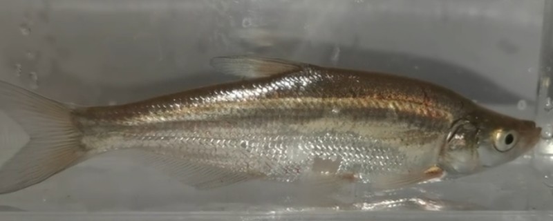 达氏鲌是什么鱼？