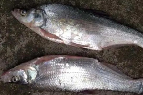 达氏鲌是什么鱼？