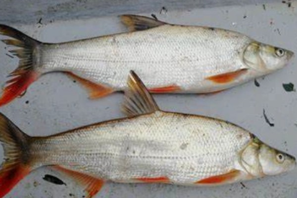 蒙古鲌是什么鱼？