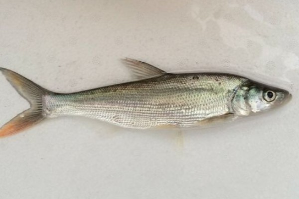 蒙古鲌是什么鱼？