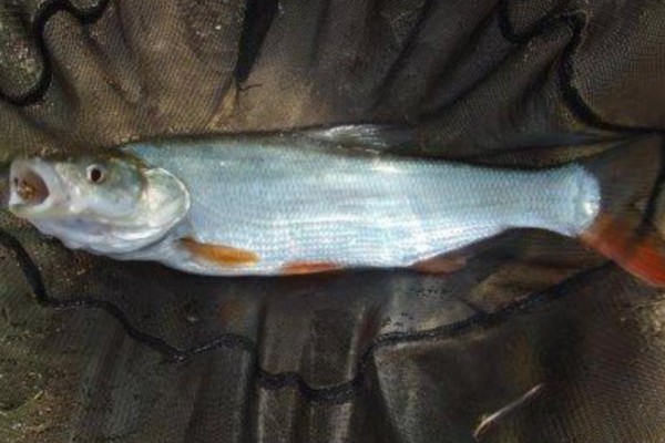 蒙古鲌是什么鱼？