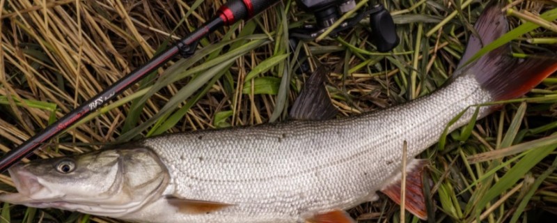 蒙古鲌是什么鱼？