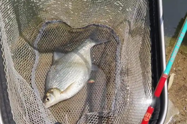 红鳍鲌是什么鱼？