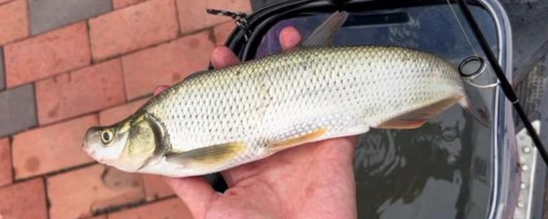 红鳍鲌是什么鱼？