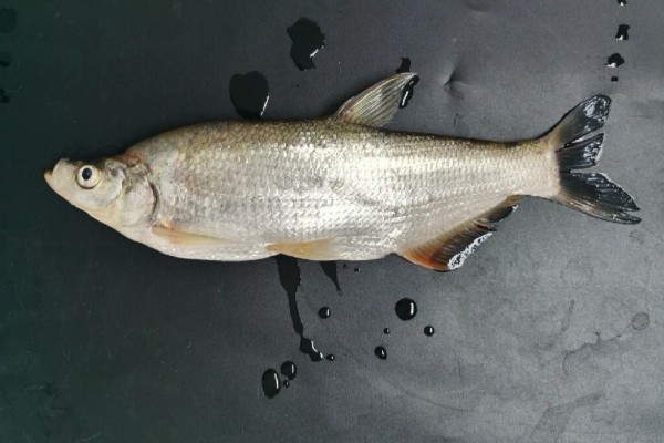 红鳍鲌是什么鱼？