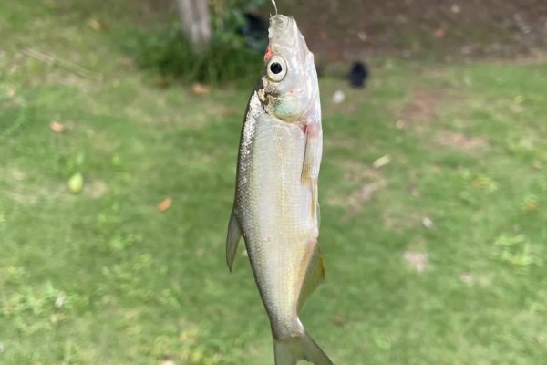 红鳍鲌是什么鱼？