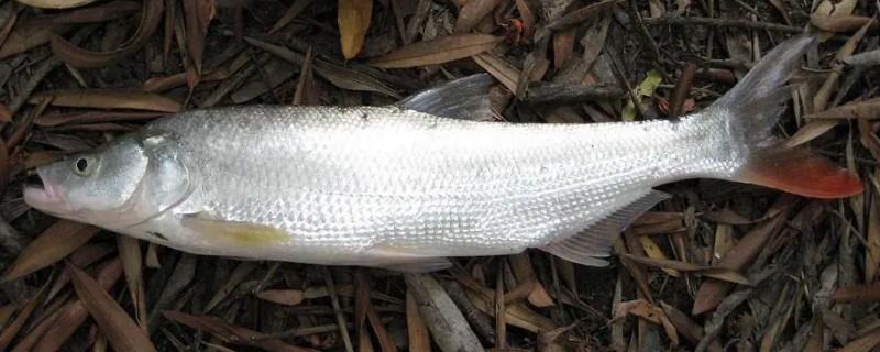 红鳍原鲌是什么鱼？