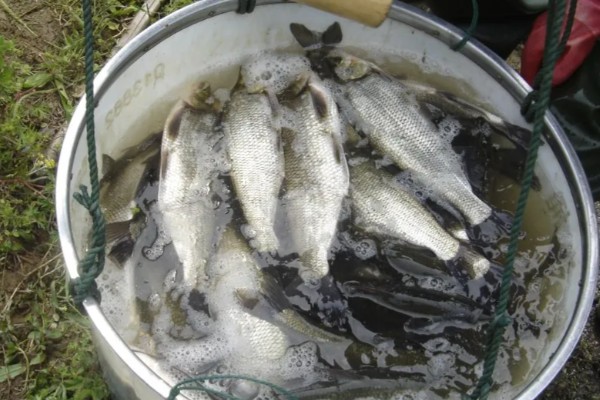 红鳍原鲌是什么鱼？