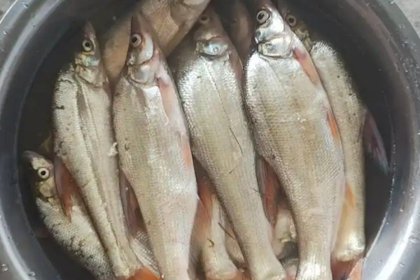 红鳍原鲌是什么鱼？