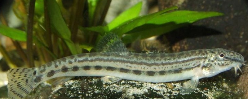 中华花鳅是什么鱼？