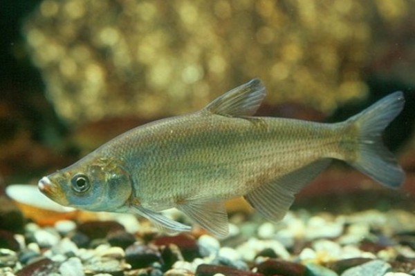 程海鲌是什么鱼？