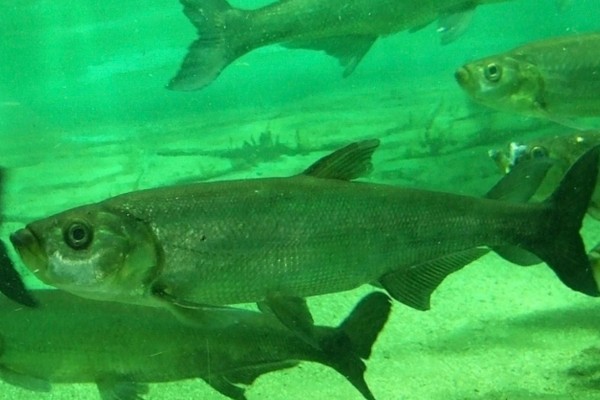 程海鲌是什么鱼？