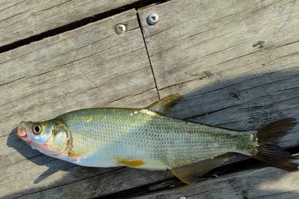 程海鲌是什么鱼？