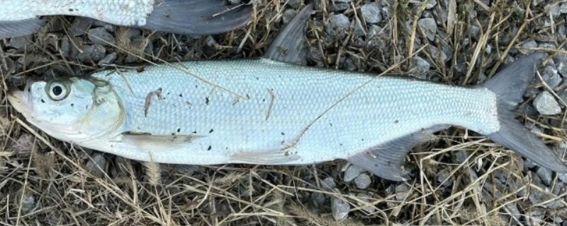 短臀近红鲌是什么鱼？