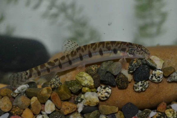 中华花鳅是什么鱼？