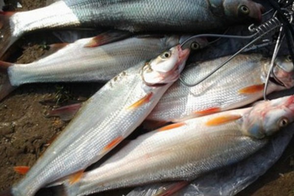 短臀近红鲌是什么鱼？