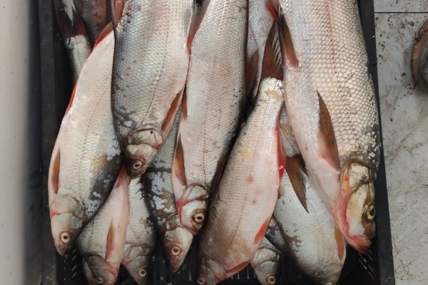 短臀近红鲌是什么鱼？