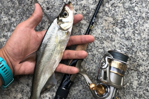 海南鲌是什么鱼？