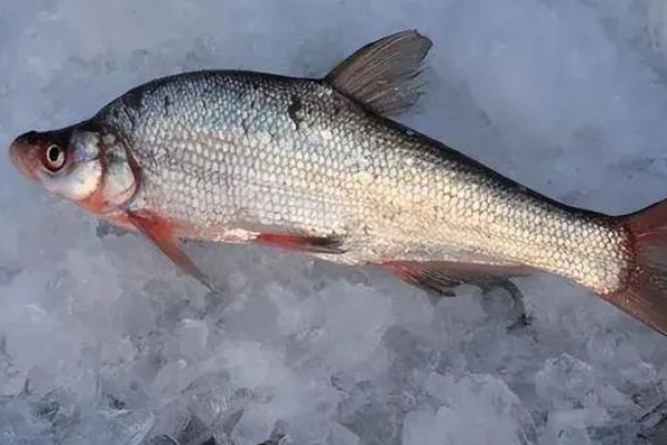 拟尖头鲌是什么鱼？