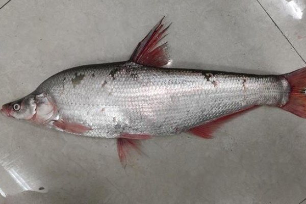 拟尖头鲌是什么鱼？