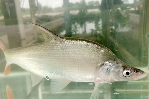 拟尖头鲌是什么鱼？