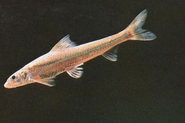 长蛇鮈是什么鱼？