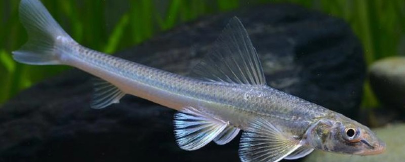 长蛇鮈是什么鱼？