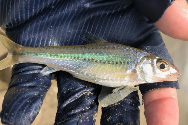 长蛇鮈是什么鱼？