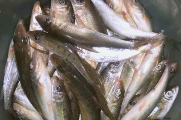 长蛇鮈是什么鱼？