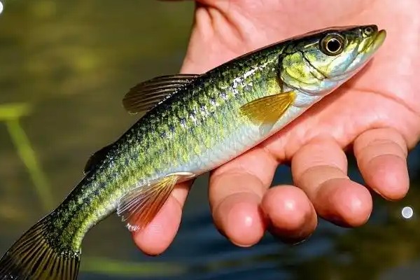 蛇鮈是什么鱼？