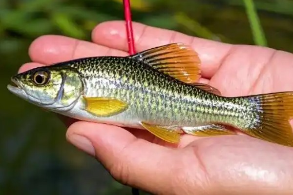 蛇鮈是什么鱼？