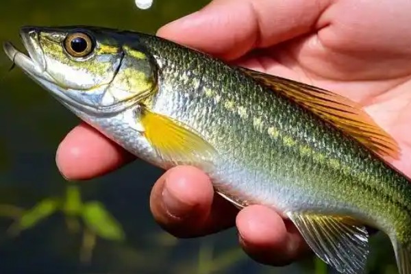 蛇鮈是什么鱼？