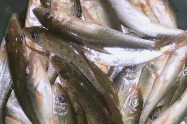 细尾蛇鮈是什么鱼？