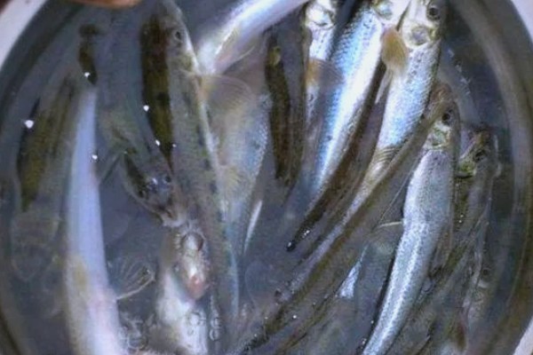 细尾蛇鮈是什么鱼？