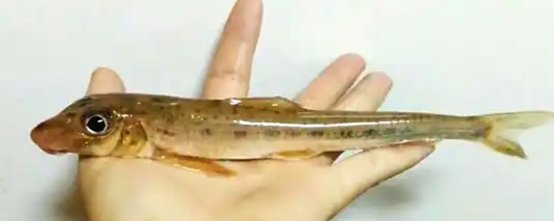 细尾蛇鮈是什么鱼？
